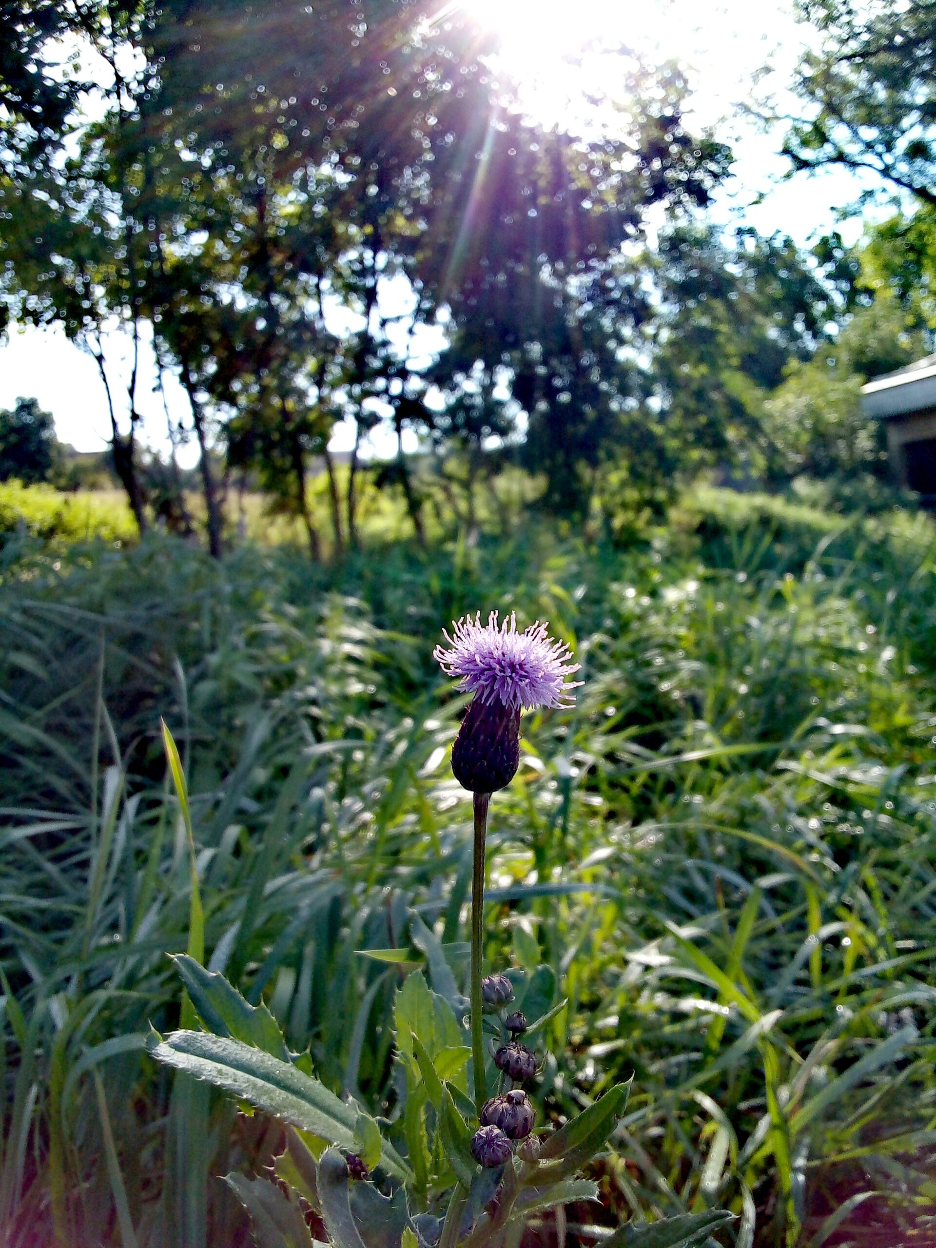 Flower with purple parts in the middle of a meadow with the sun rising behind a tree