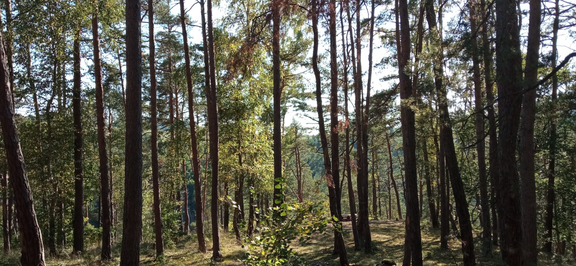 bosque de árboles altos, naturaleza bonita